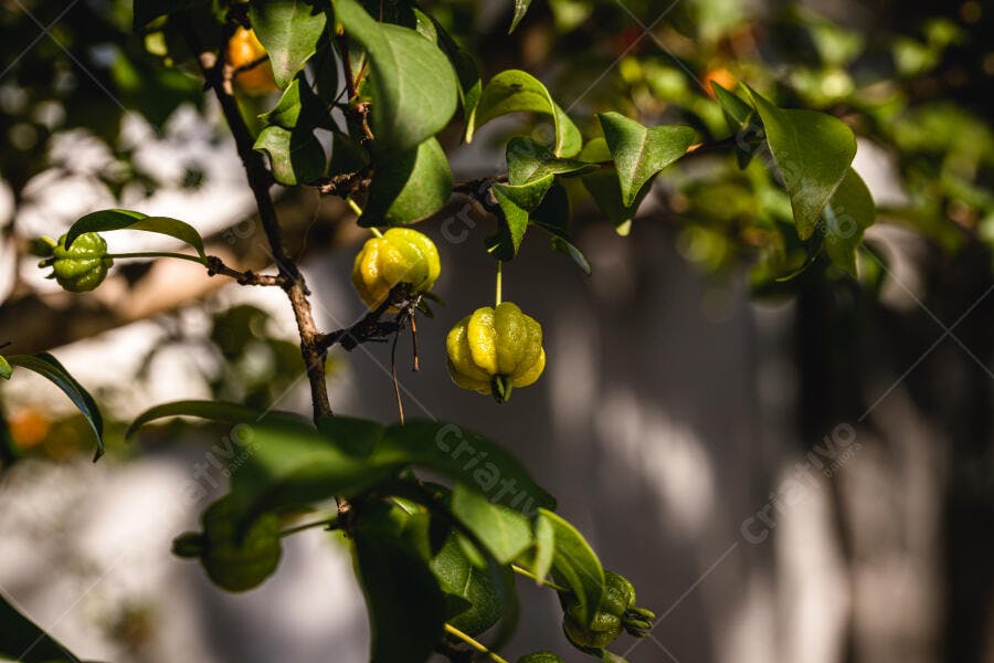 Acerolas verdes e amarelas no galho com folhas frescas e luz do sol sutil