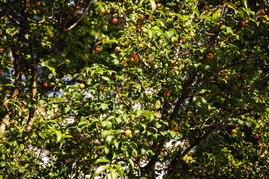 Pé de pitanga carregado com frutas vermelhas vibrantes sob sol intenso