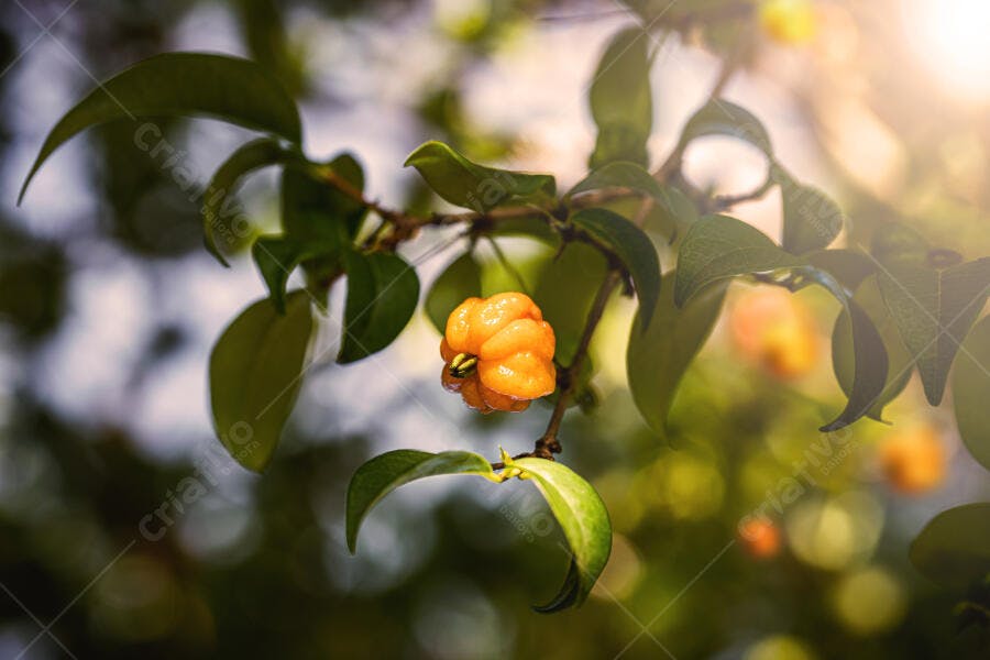 Pitanga laranja madura em folhagem verde sob luz natural do sol