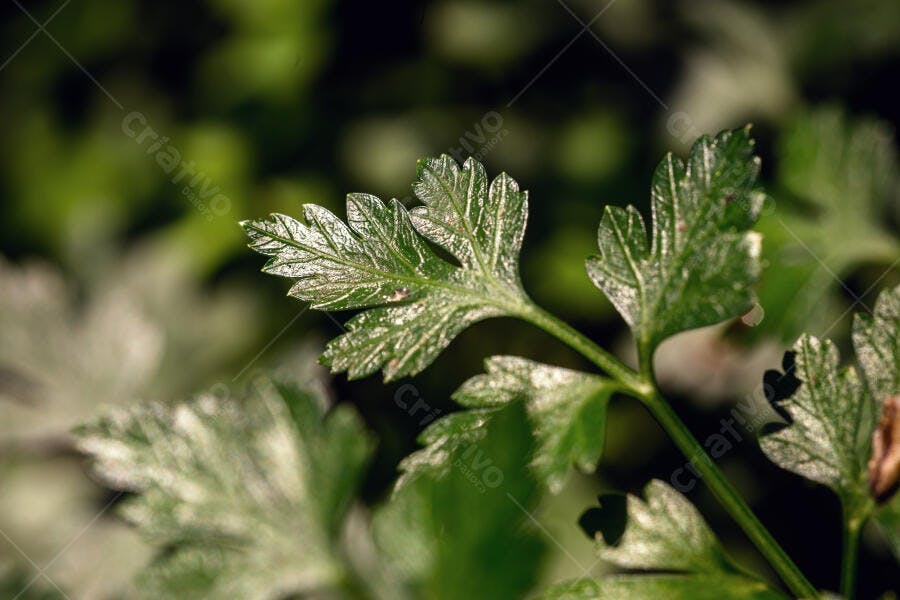 Folhas de salsinha verde fresca com orvalho em close-up macro
