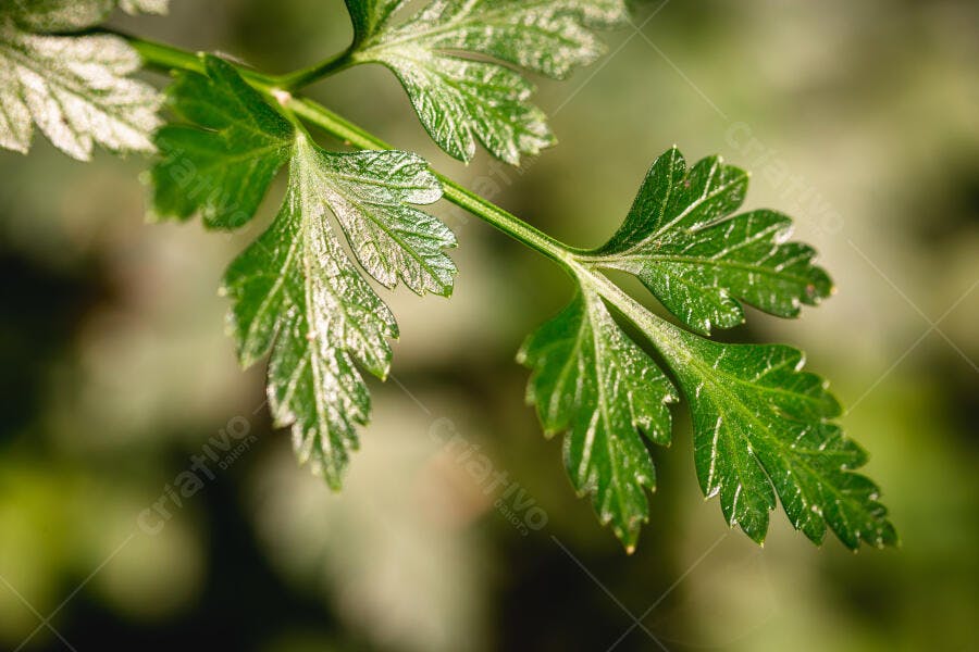 Salsa fresca verde vibrante em close-up macro para culinária e saúde