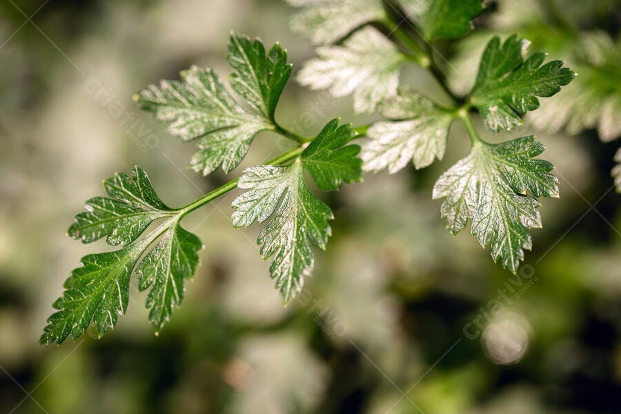 Folhas de salsinha fresca verde vibrante em close-up macro