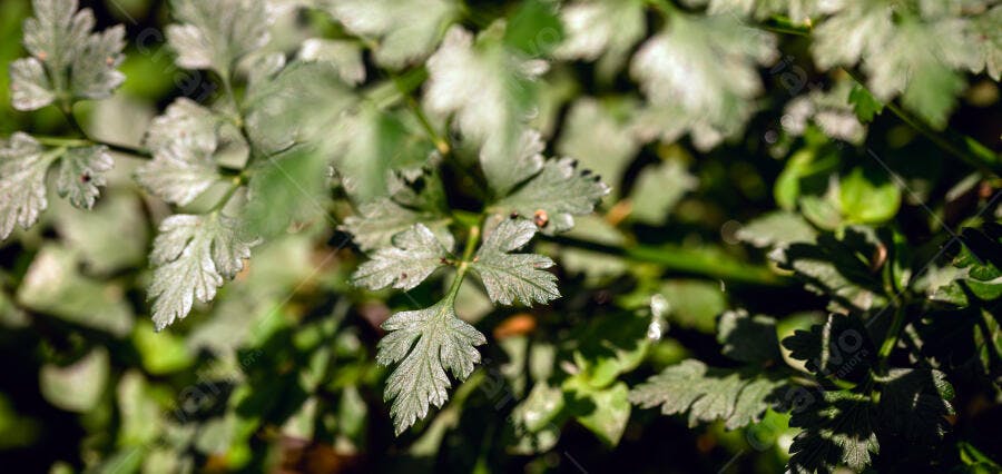 Folhas de salsinha verde fresca em um jardim com luz natural