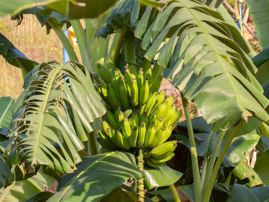 Cacho de bananas verdes em bananeira sob sol forte folhas exuberantes
