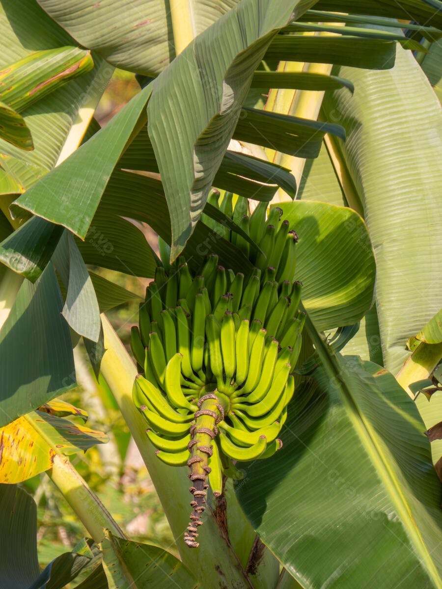 Cacho de bananas verdes pendurado na bananeira sob a luz do sol brilhante