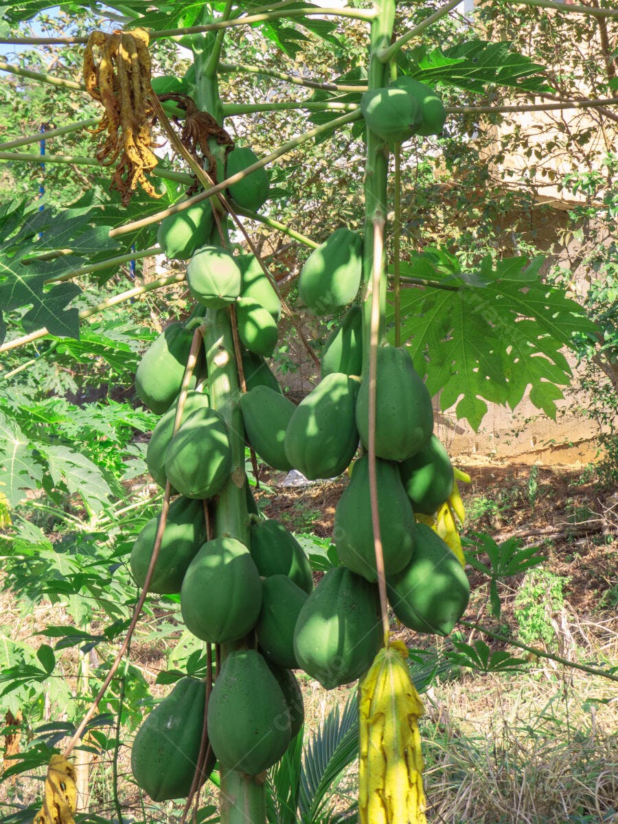 Pé de mamão com frutas verdes e folhas exuberantes em jardim ensolarado