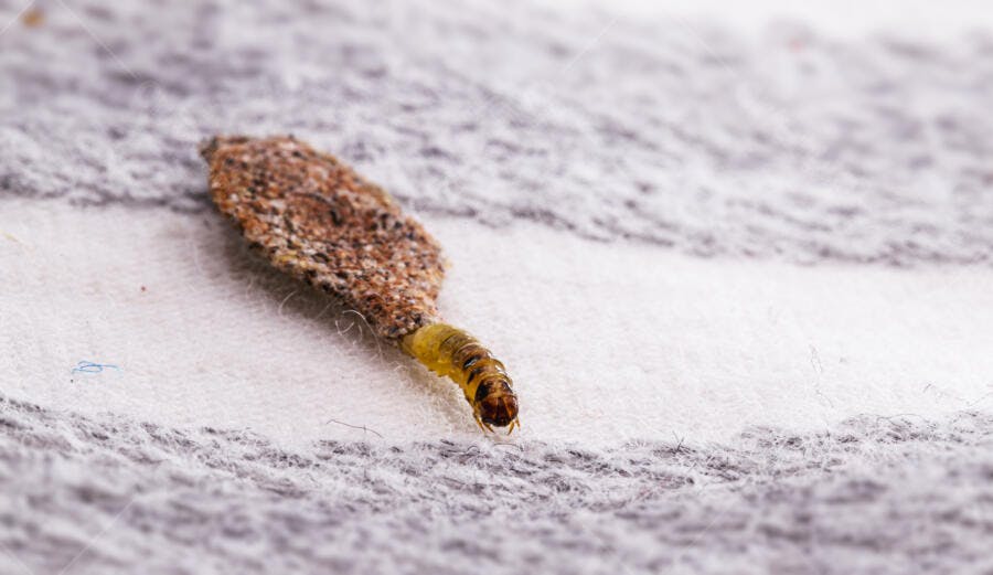 Traça de roupa larva amarela no casulo protetor sobre tecido