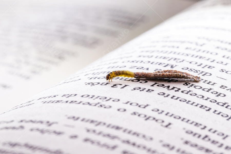 Lagarta de traça de livro em página aberta de texto claro
