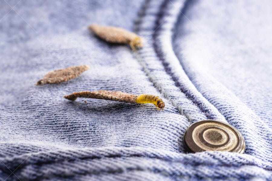 Larva de traça saindo do casulo no tecido jeans azul claro