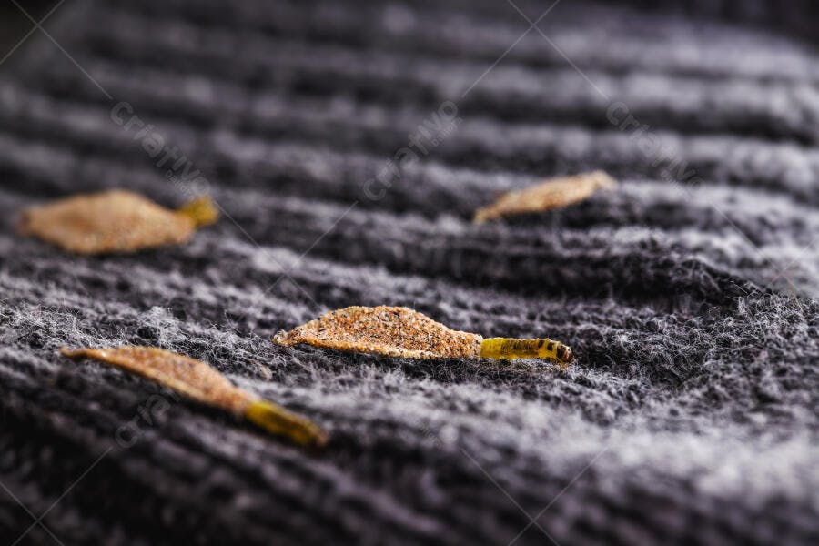 Larva de traça em casulo marrom e amarelo sobre tecido de lã cinza escuro