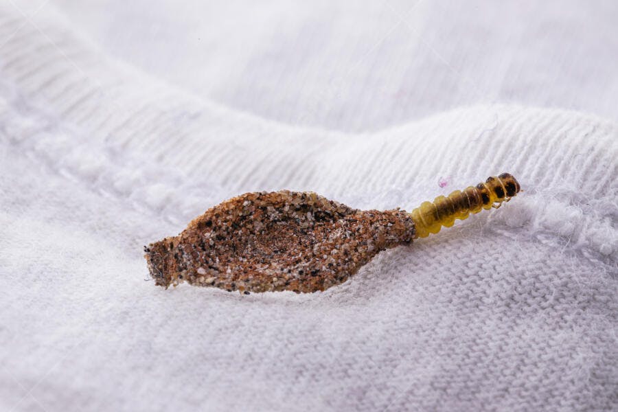 Traça de roupa larva amarela no casulo sobre tecido branco