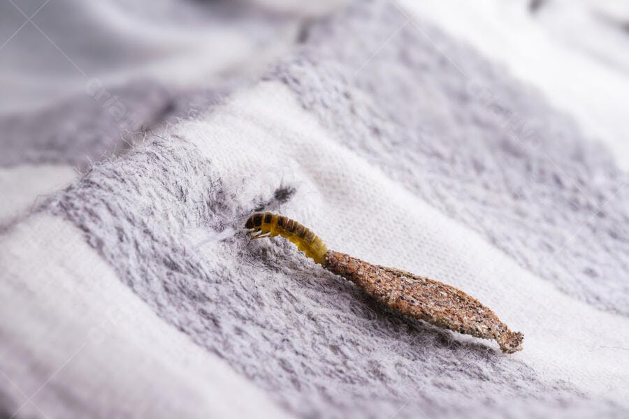 Larva de traça amarela com casulo sobre tecido de lã listrado cinza e branco