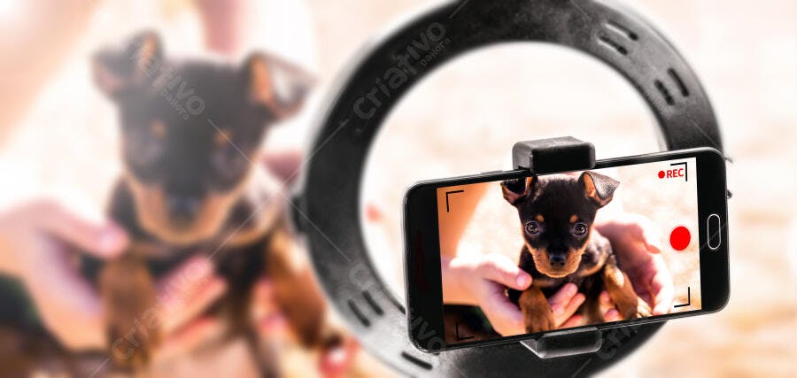 Filhote de Pinscher preto marrom sendo filmado por celular com luz anelar