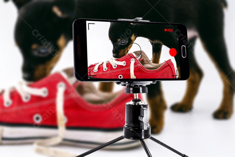 Cachorro filhote preto cheirando tênis vermelho gravado por celular em tripé