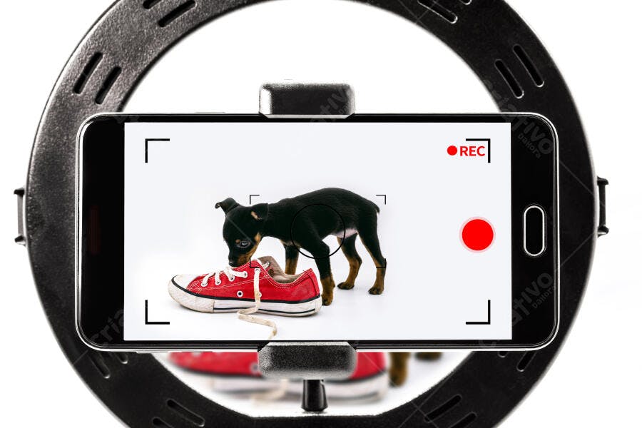 Filhote de cachorro preto cheirando tênis vermelho em gravação de celular com ring light