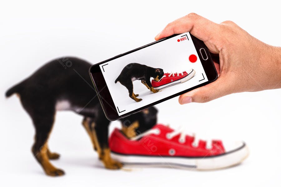 Filhote de Pinscher preto e tan com tênis vermelho sendo filmado por smartphone