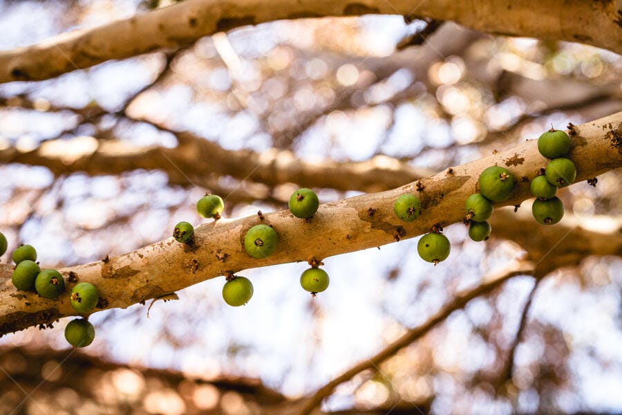 Galho de árvore com pequenas frutas verdes em foco sob luz natural