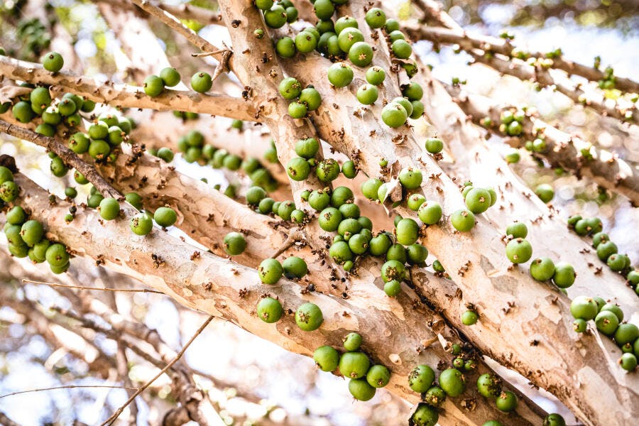 Jabuticabas verdes em galhos de árvore tropical abundante ao ar livre