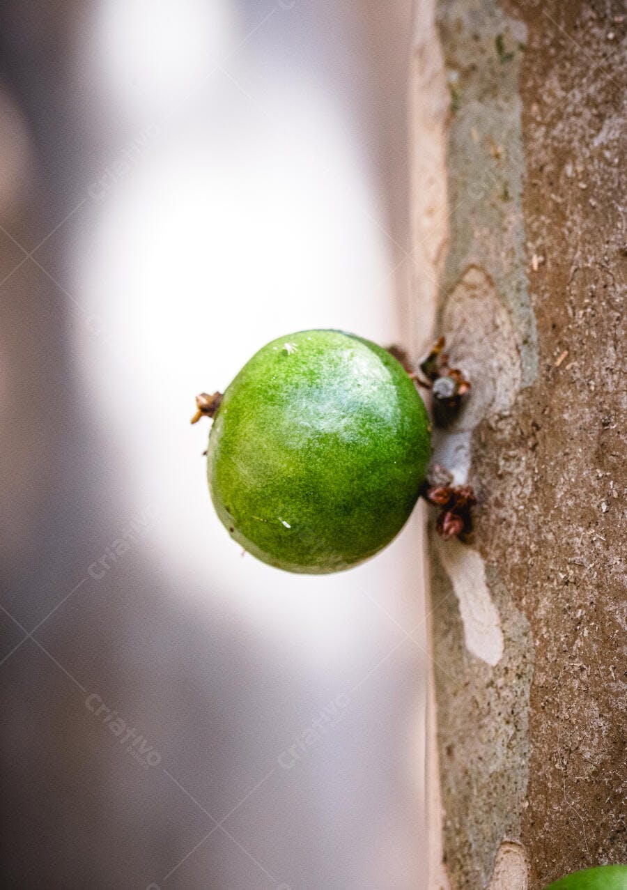 Jabuticaba verde fresca crescendo no tronco da árvore