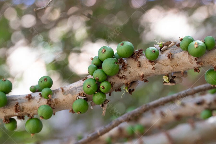 Frutas verdes redondas crescendo em galho de árvore na natureza