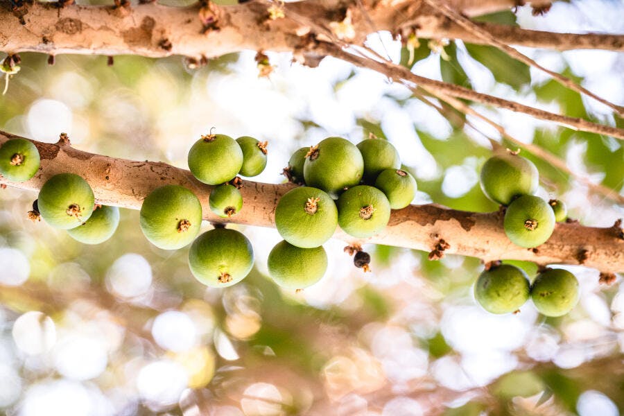 Jabuticabas verdes em galho de árvore com luz natural e bokeh ensolarado