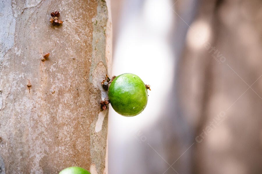 Fruta jabuticaba verde crescendo no tronco da árvore