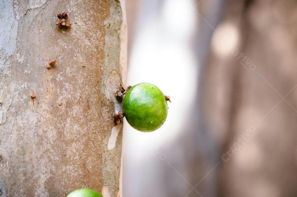 Green jabuticaba fruit growing on tree trunk | Fotos Premium [download]