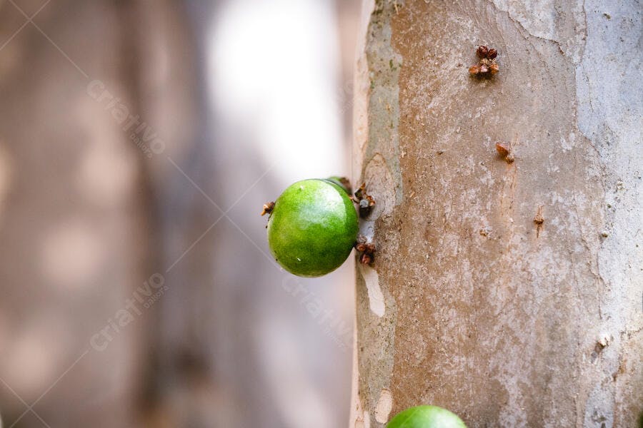 Jabuticaba verde no tronco da arvore mostrando crescimento e natureza