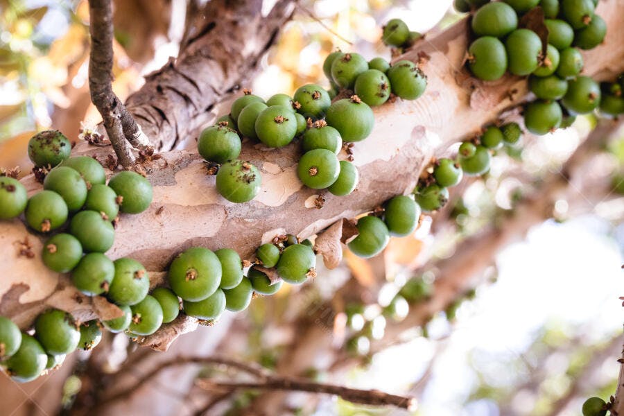 Jabuticabas verdes crescendo no tronco da árvore fruta brasileira tropical