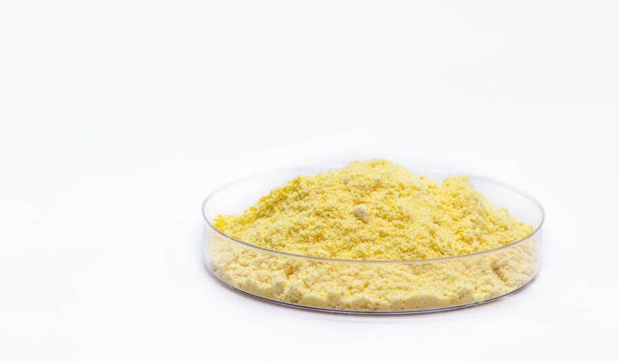 Pó amarelo granulado em placa de Petri sobre fundo branco