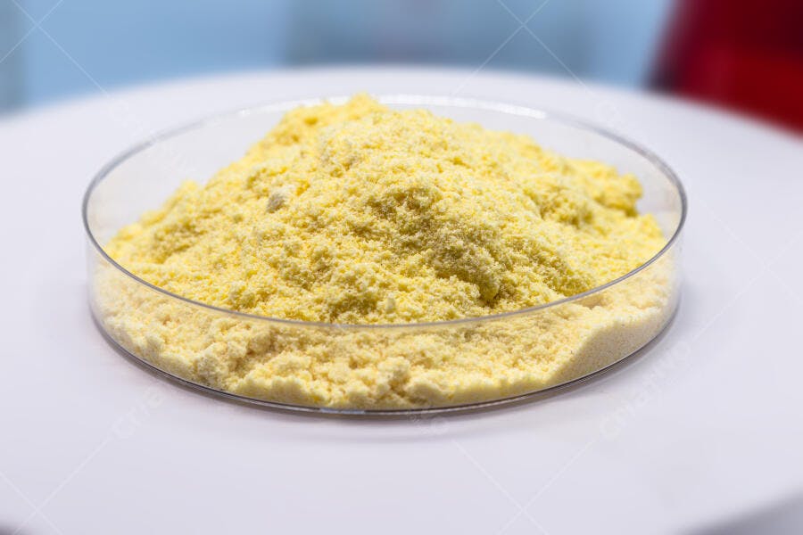 Pó amarelo granular em placa de Petri para análise científica em laboratório