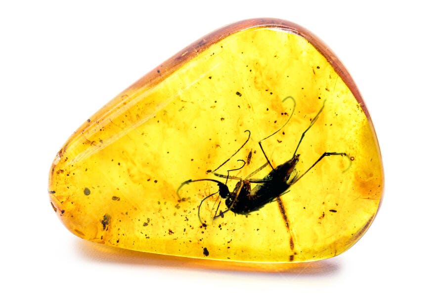 Inseto preto preservado em âmbar amarelo em fundo branco