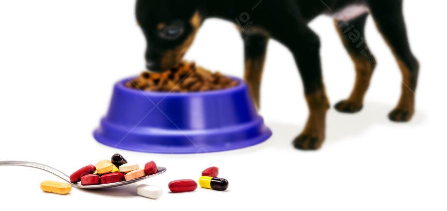 Cachorro preto e bronze comendo ração e colher de vitaminas coloridas