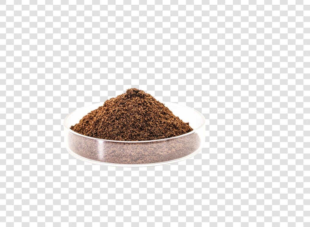 Grão de Café Moído em Placa Petri PNG com fundo transparente