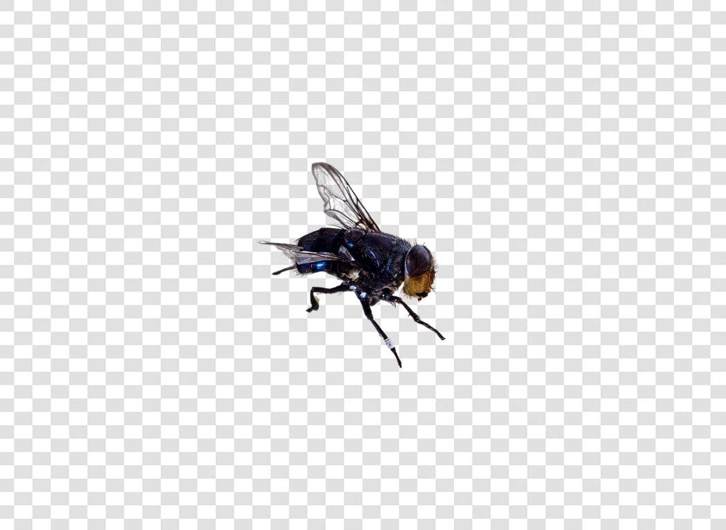 Ilustração de Mosca Doméstica Azul Escura Marrom PNG com Fundo Transparente