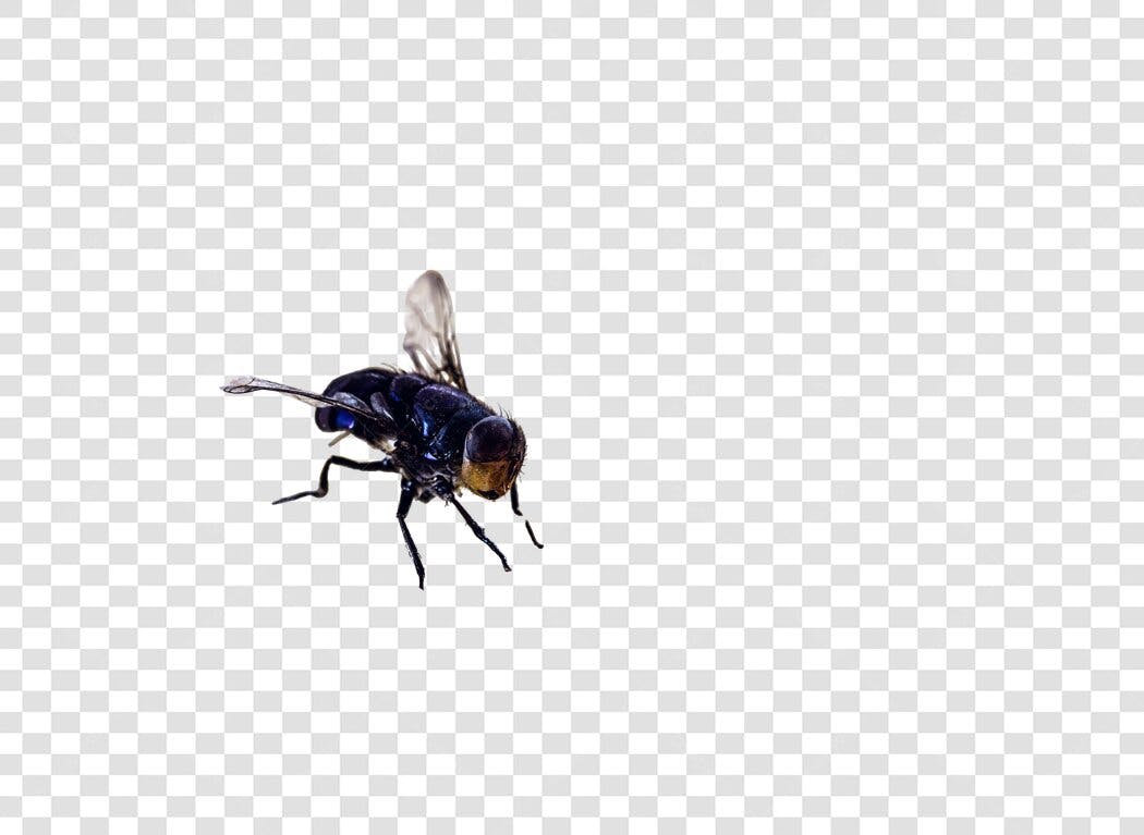 Elemento de Design Mosca Azul Metálica Inseto Realista PNG com Fundo Transparente