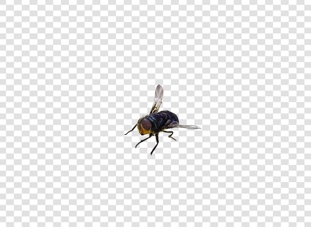 Elemento gráfico mosca azul marrom inseto voador PNG com fundo transparente