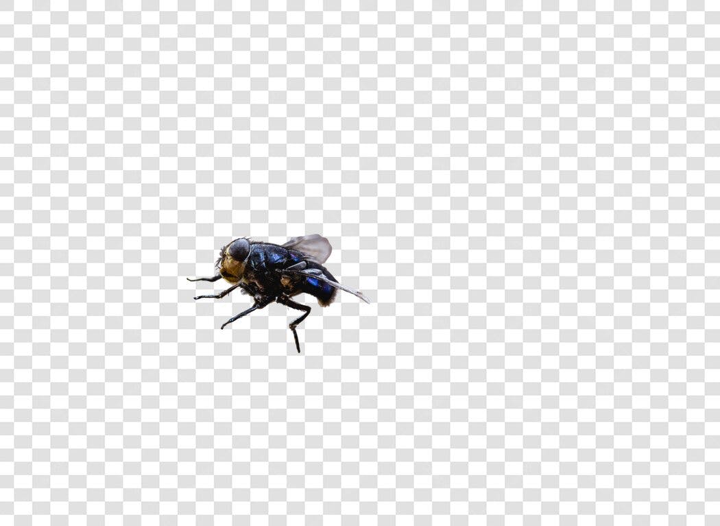 Elemento Gráfico Mosca Realista Azul Metálico PNG com fundo transparente