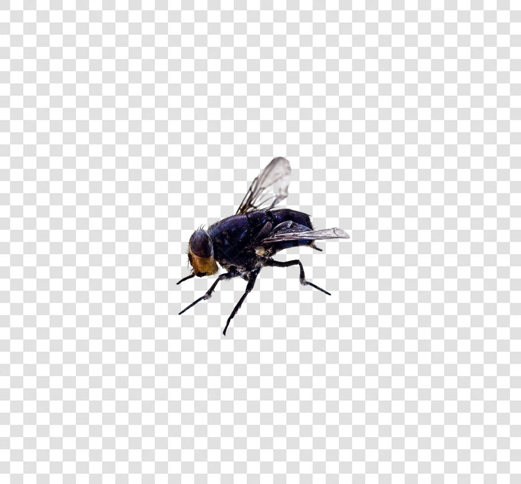 Ícone de Mosca Detalhada Close-up Preto Marrom PNG com fundo transparente