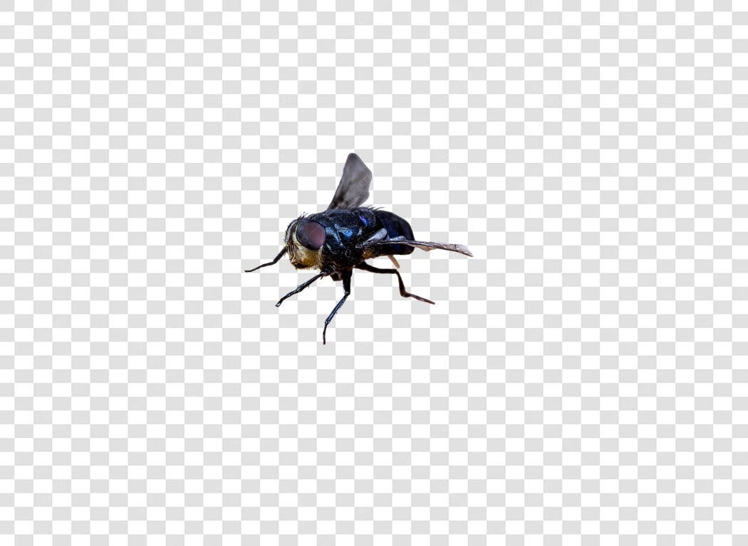 Ilustração realista de mosca azul escura com olhos vermelhos PNG com fundo transparente