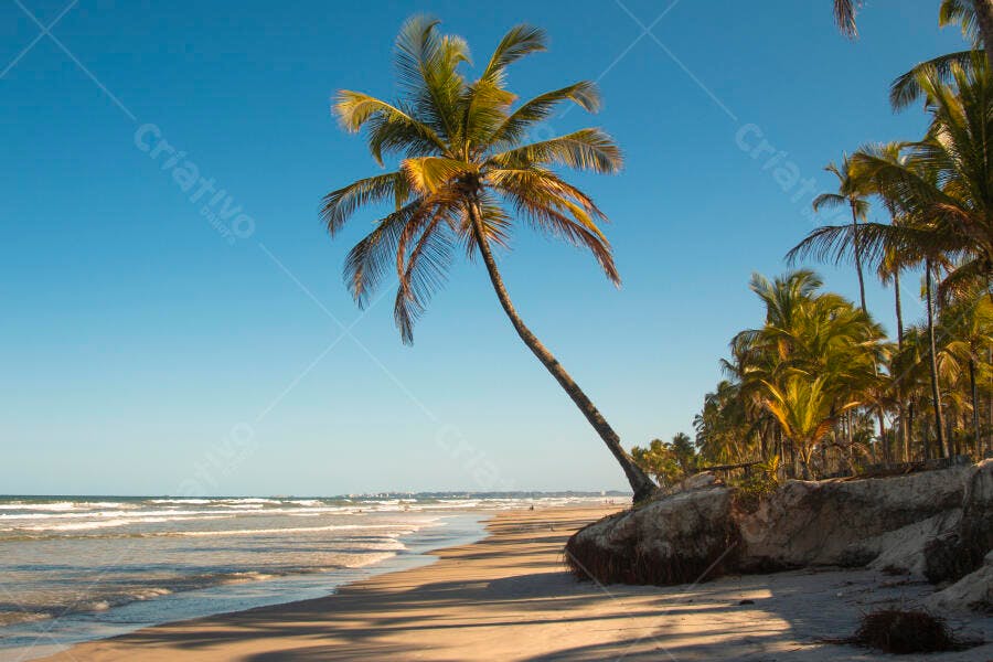 Coqueiro solitário na praia tropical com céu azul e areia dourada