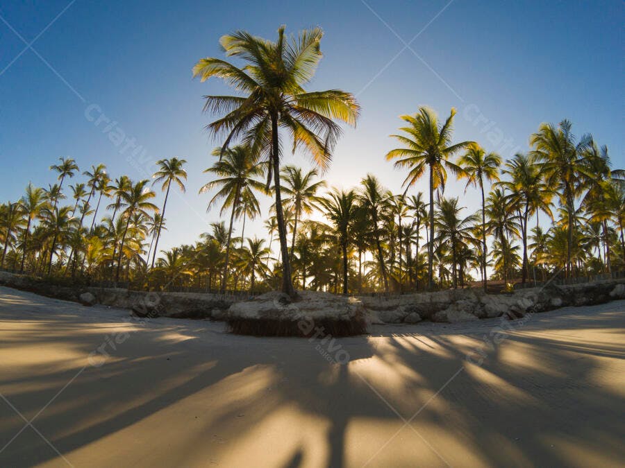 Coqueiros na praia tropical com sombras longas ao amanhecer