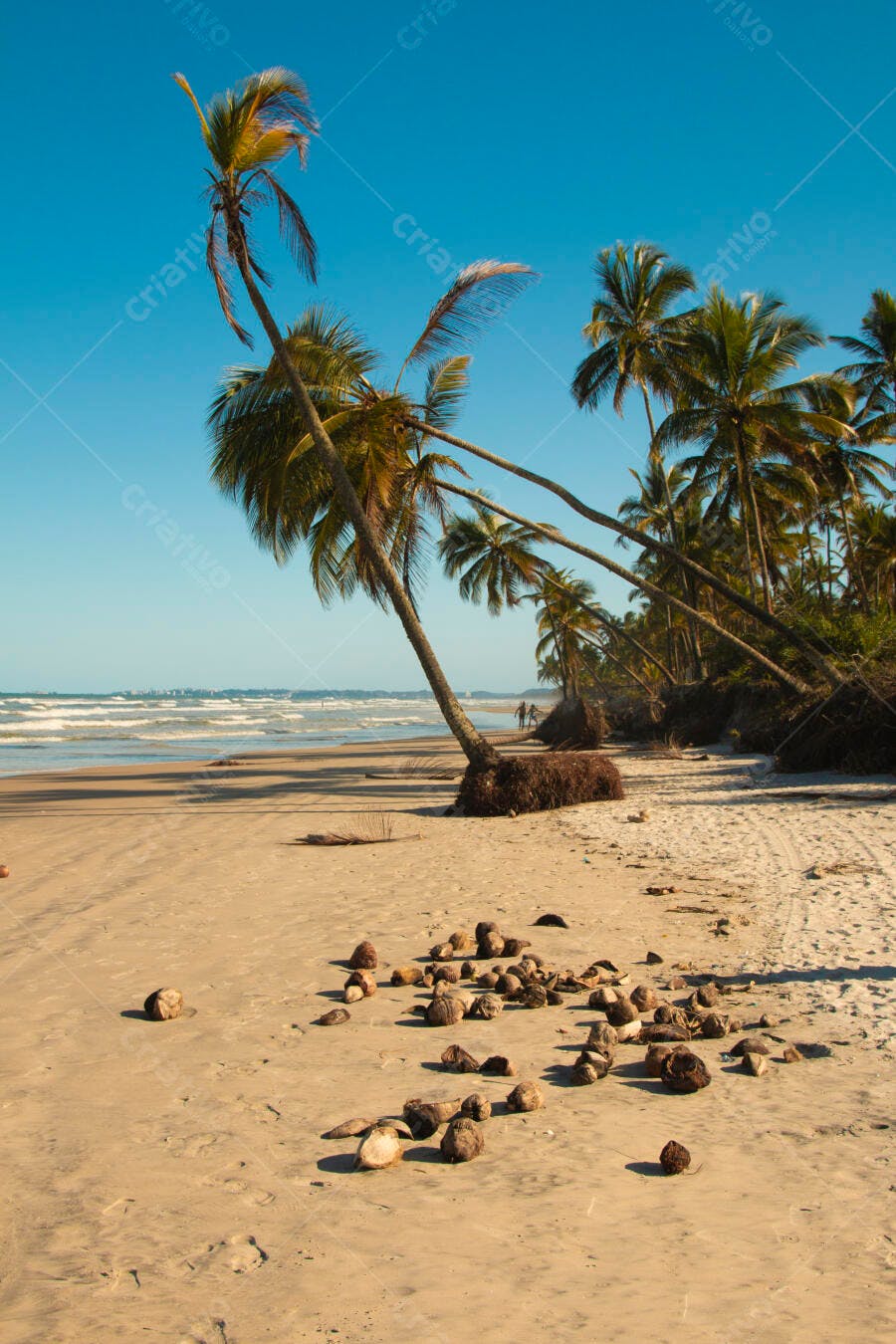 Coqueiros inclinados na praia tropical com céu azul e cocos espalhados