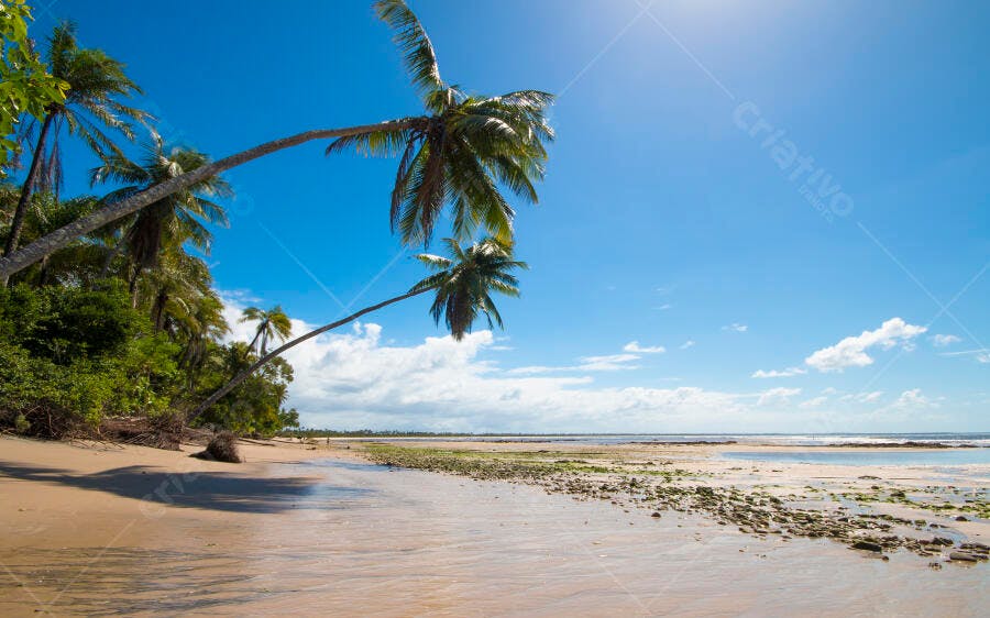 Praia tropical com coqueiros inclinados e mar azul sob céu ensolarado