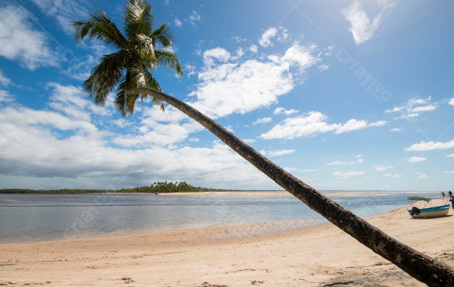 Coqueiro inclinado na praia tropical areia dourada rio calmo e céu azul claro