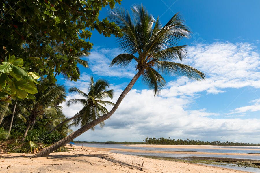 Coqueiros na praia tropical com céu azul e mar calmo em dia ensolarado