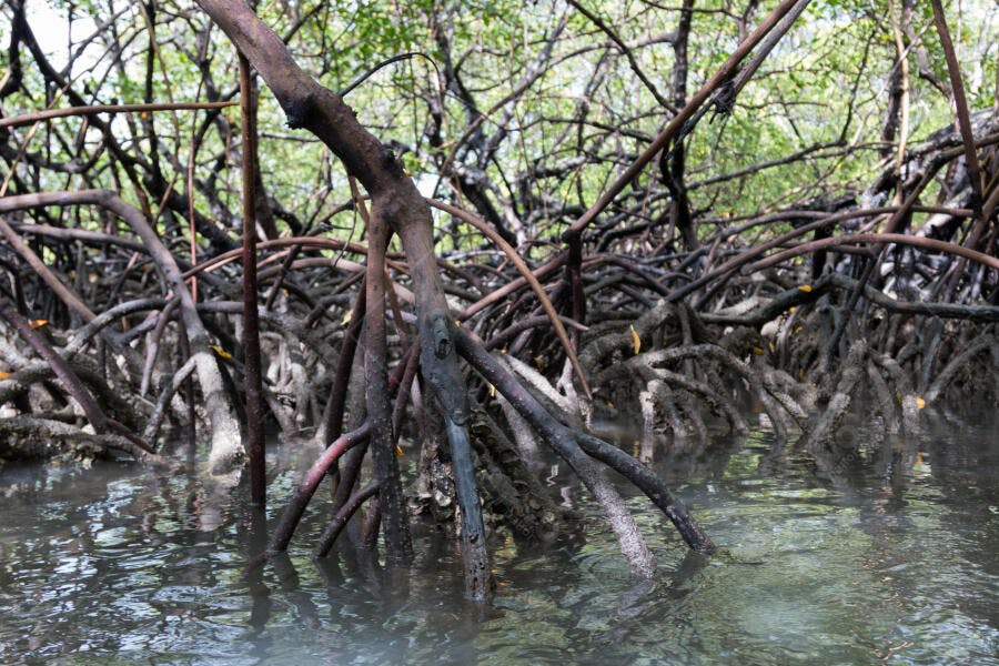 Raízes de mangue marrons em água turva com folhagem verde exuberante