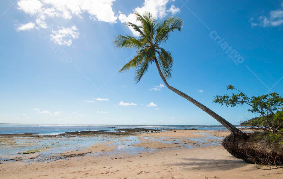 Coqueiro inclinado em praia tropical com raízes expostas e mar azul claro