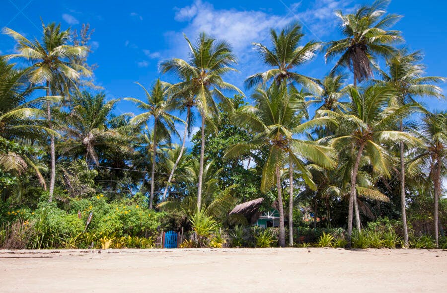 Praia tropical com coqueiros e casa rústica sob céu azul vibrante