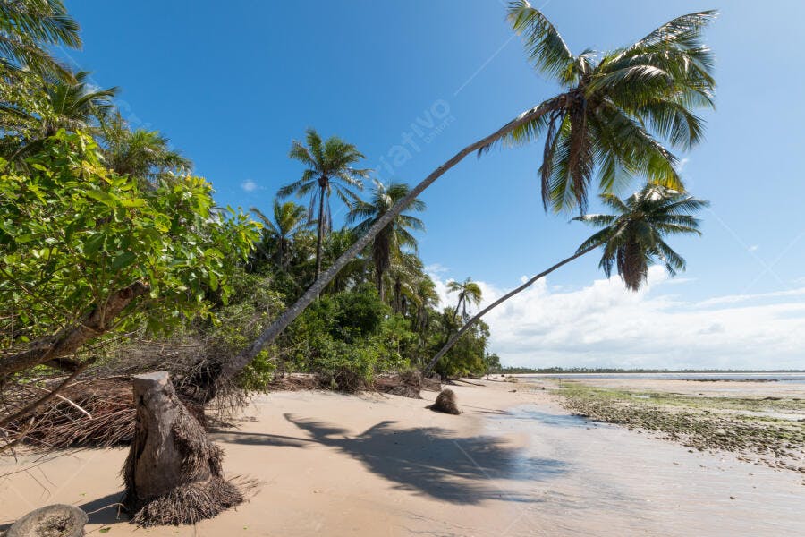 Praia tropical com coqueiros inclinados e céu azul claro